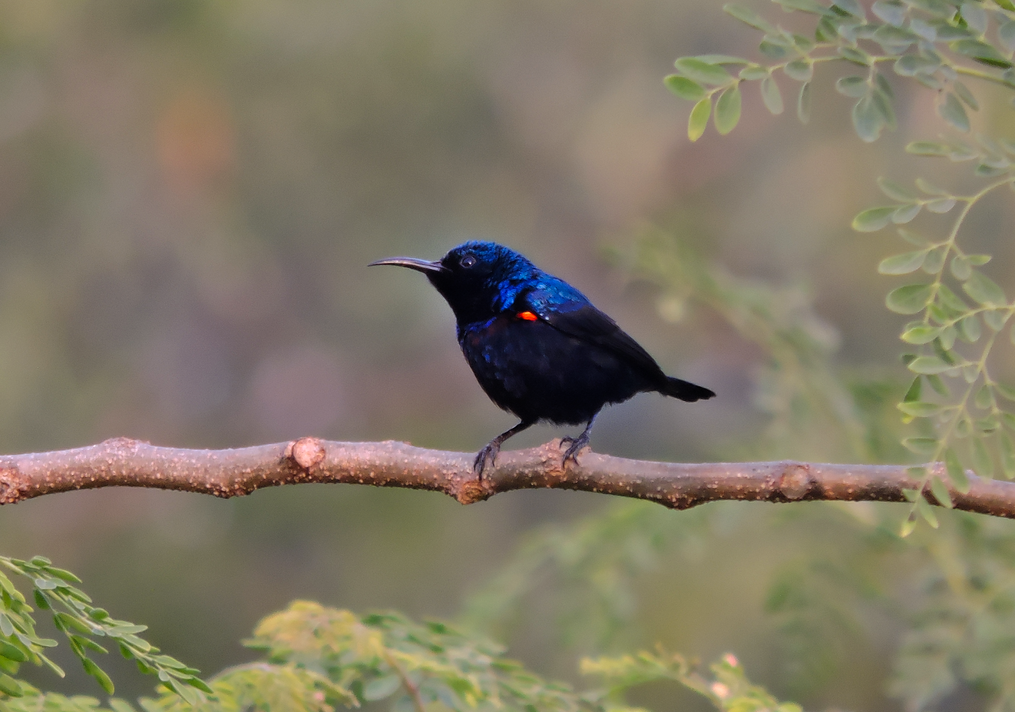 Messenger of Christ - A Palestine Sunbird