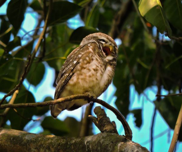 A Boring Weekend - Spotted Owl