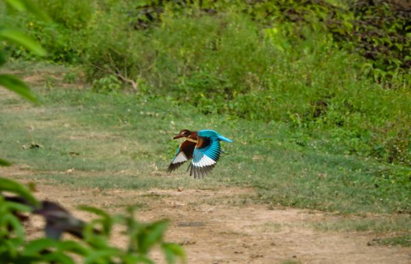 A Flight of Nature - White Breasted Kingfisher