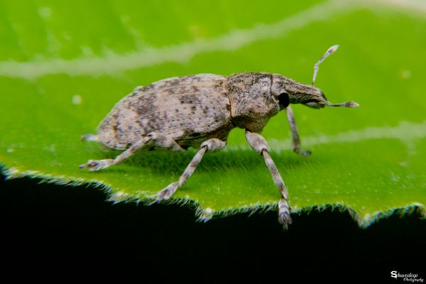 Life on Green Bed